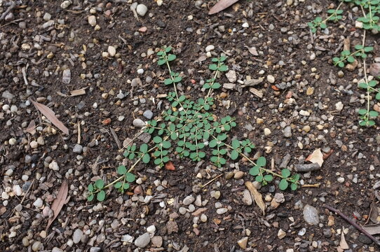 Macro shot of Euphorbia prostrata plant spreading on dry stony ground. Small green leaves of prostrate spurge forming a natural pattern on the soil in a summer garden. Mediterranean flora.