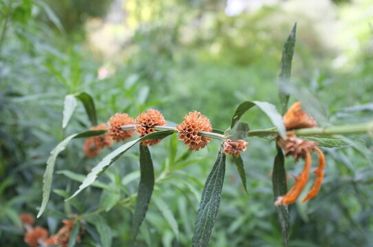 Macro shot of Leonotis leonurus orange flowers blooming on a long stem with narrow green leaves. Detailed view of wild dagga plant in a botanical garden on a summer day. Blurred background.