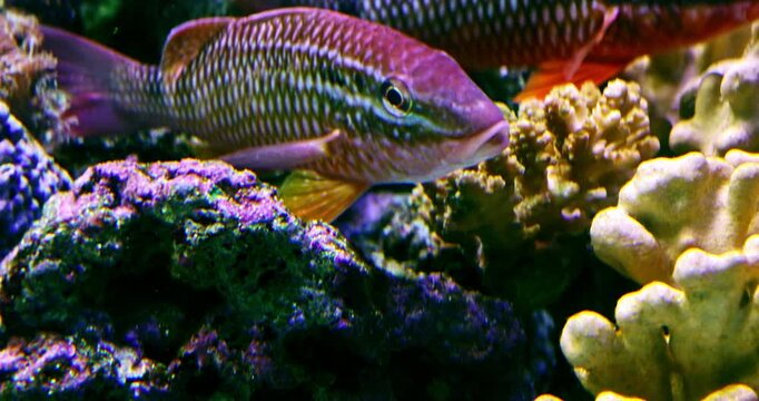Tropical fish, Coral reef, Marine ecology, Vibrant colors, Vitality