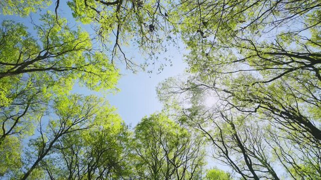 太陽の光が差す新緑の雑木林