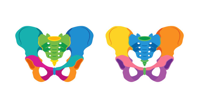 Anatomical illustration of male and female pelvic bones in color