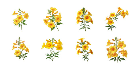 Obraz premium Blooming yellow trumpet flowers botanical branch isolated, natural floral clipart, minimal white background, stock PNG image