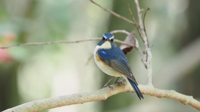 森の林の奥で枝に留まって周りを見渡しているルリビタキの雄。時々、他の野鳥の声に反応して振り返ったり、覗き込んだりする様子。