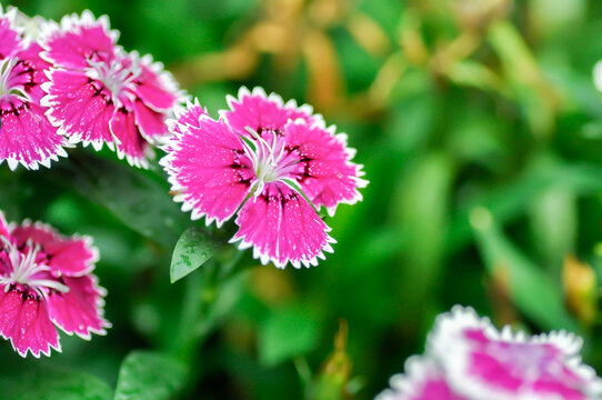 Dianthus chinensis or Caryophyllaceae or Dianthus chinensis L or Indian Pink or pink and white flower