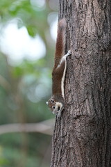 Fototapeta premium Squirrels live in natural habitats in parks in Thailand.