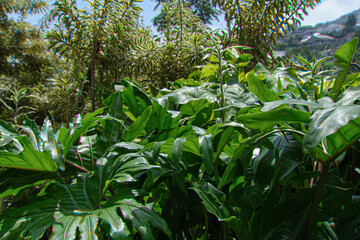 Lush Tropical Foliage in Bright Sunlight © ahsancreative