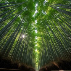 Fototapeta premium Tall green bamboo stalks in forest looking up to sky.