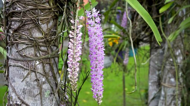 Beautiful Kapow Phul or Foxtail Orchids of Assam blooming during Spring season 1