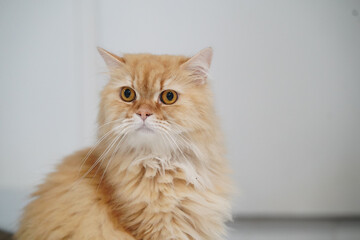 Fototapeta premium Fluffy orange cat long hair yellow eyes domestic pet sitting alert expression indoor soft fur cute whiskers