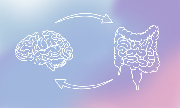 Gut-brain connection. The enteric nervous system in the human body. Signals from the brain to the digestive tract.  Modern vector design for medical posters, clinics, or science studies.