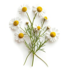Obraz premium Chamomile flower daisy plant.