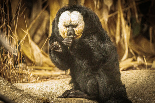 White-Faced Saki - Amazon Primate Wildlife Portrait