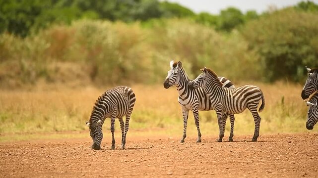 Herd of wild zebras grazing and moving together across the open plains of Amboseli National Park, Kenya