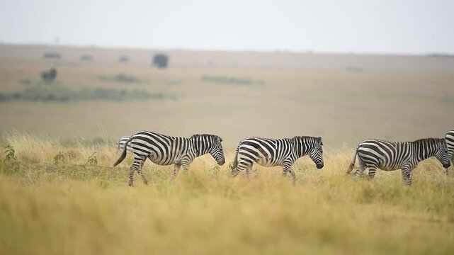 Group of plains zebras moving across the dusty Kenyan landscape.