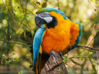 Fototapeta premium Blue-and-Yellow Macaw - Colorful Tropical Parrot Portrait