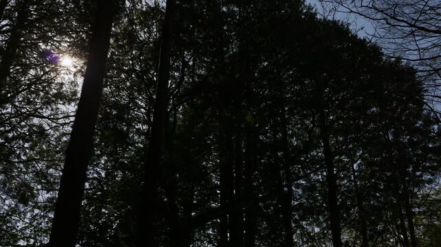 Beautiful sunlight filtering through the trees