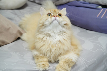 Fluffy cat long hair cream color yellow eyes relaxed lying on bed indoor domestic cute pet soft fur calm expression cozy home environment © Plaifah
