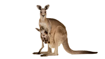Fototapeten Känguru Isolated nurturing adult kangaroo carrying adorable baby joey in her protective pouch  © Viktor