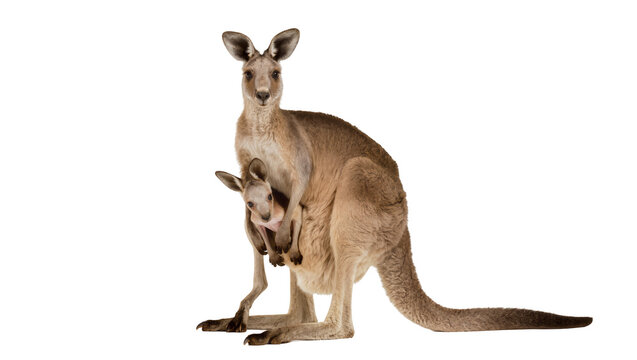 Isolated nurturing adult kangaroo carrying adorable baby joey in her protective pouch