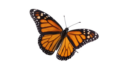 Isolated monarch butterfly with vibrant orange and black wings spread, elegant tropical insect © Viktor