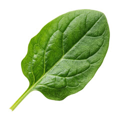 Obraz premium A single fresh vibrant green spinach leaf isolated against a clean white background for culinary and nutritional concepts