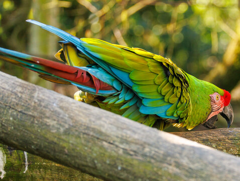 Military Macaw - Colorful Green Tropical Parrot Portrait