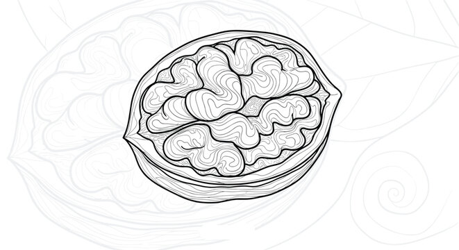 Detailed black and white etching style illustration of a walnut kernel inside its shell showing intricate textures.