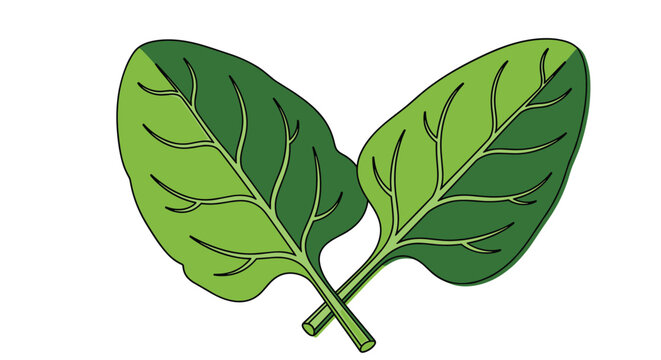 Simple color illustration of two green spinach leaves with visible veins crossed at the stems over a white background.