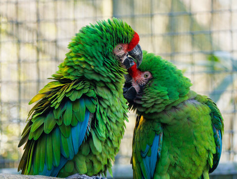 Military Macaw - Colorful Green Tropical Parrot Portrait