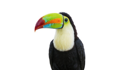 Isolated colorful keel-billed toucan headshot portrait with vibrant plumage and large beak © Maria