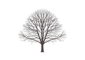 Obraz premium Bare Tree Silhouette Against White Background Winter Season.