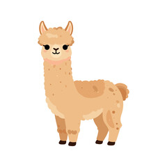 Fototapeta premium Cute light brown llama with a fluffy tail stands on a white background