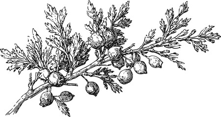 Fototapeta premium Illustration of branches with juniper berries and detailed needle leaves in vintage