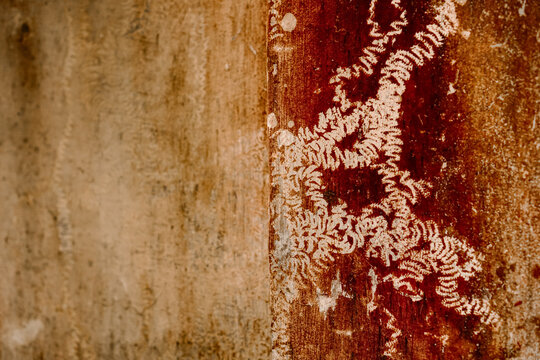Contrast of plain wall and organic snail feeding trails texture.