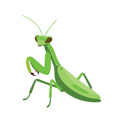 Fototapeta premium Praying mantises are carnivorous insects known for the way they hold their front legs together as if in prayer, patiently waiting for prey.