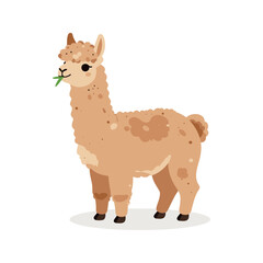 Fototapeta premium Illustrated llama chews on a piece of greenery, and it features neutral browns and tans in a simplistic art style.