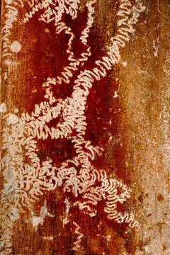 Abstract snail feeding trails on a weathered rustic red wall background. 
