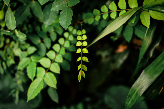 Young green starfruit leaves on a branch.