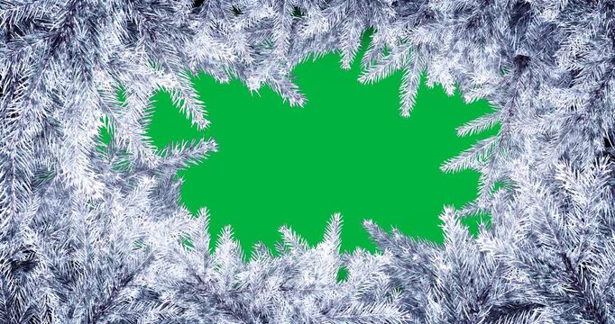 Animation of frame formed with branches of christmas fir trees and copy space on white background