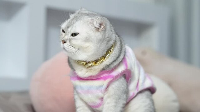 Grumpy Scottish Fold cat with silver gray fur wearing pink striped sweater and gold chain collar, sitting indoors soft cushion and sofa, adorable feline pet animal cozy home environment
