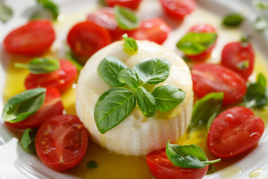 Close up burrata cheese with fresh tomatoes, basil and olive oil, focus on basil