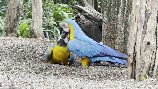 Blue and yellow macaws preening each other in nature