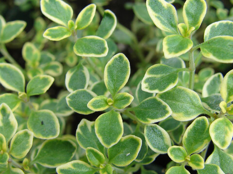 Thymus citriodorus or lemon thyme plant image