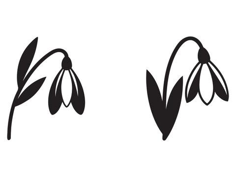 Black silhouettes of snowdrops with leaves on white background  flowers and plants
