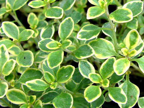 Thymus citriodorus or lemon thyme plant image