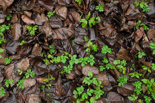 Wet dead brown beech leaves and green ground elder on the forest floor
