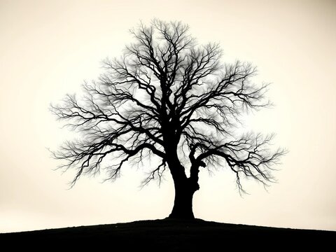 Artistic tree silhouette, sharp Dutch angle perspective, ethereal high-key lighting, studio perfection,  minimalist,  art