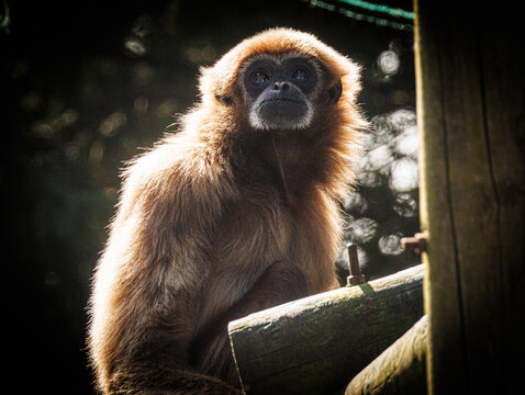 Lar Gibbon Portrait - White-Handed Gibbon Wildlife