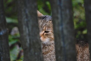 A cat behind the fence © Tomasz
