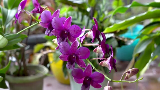 Beautiful Dendrobium Orchid flowers blooming in the spring season 1